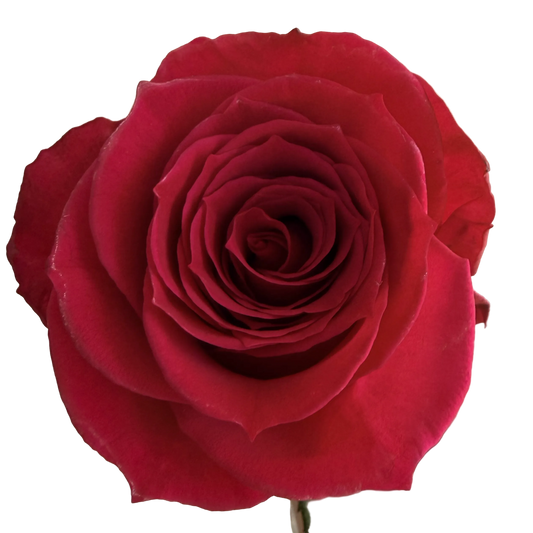 A single deep red rose with a green leaf, held by a hand against a plain off-white background.