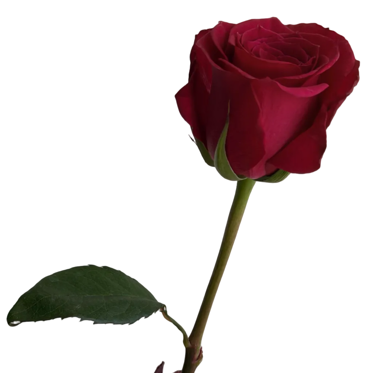A single deep red rose with green leaves and stem, photographed against a plain light gray background. A small blue-and-white barcode tag is attached near the right end of the stem.