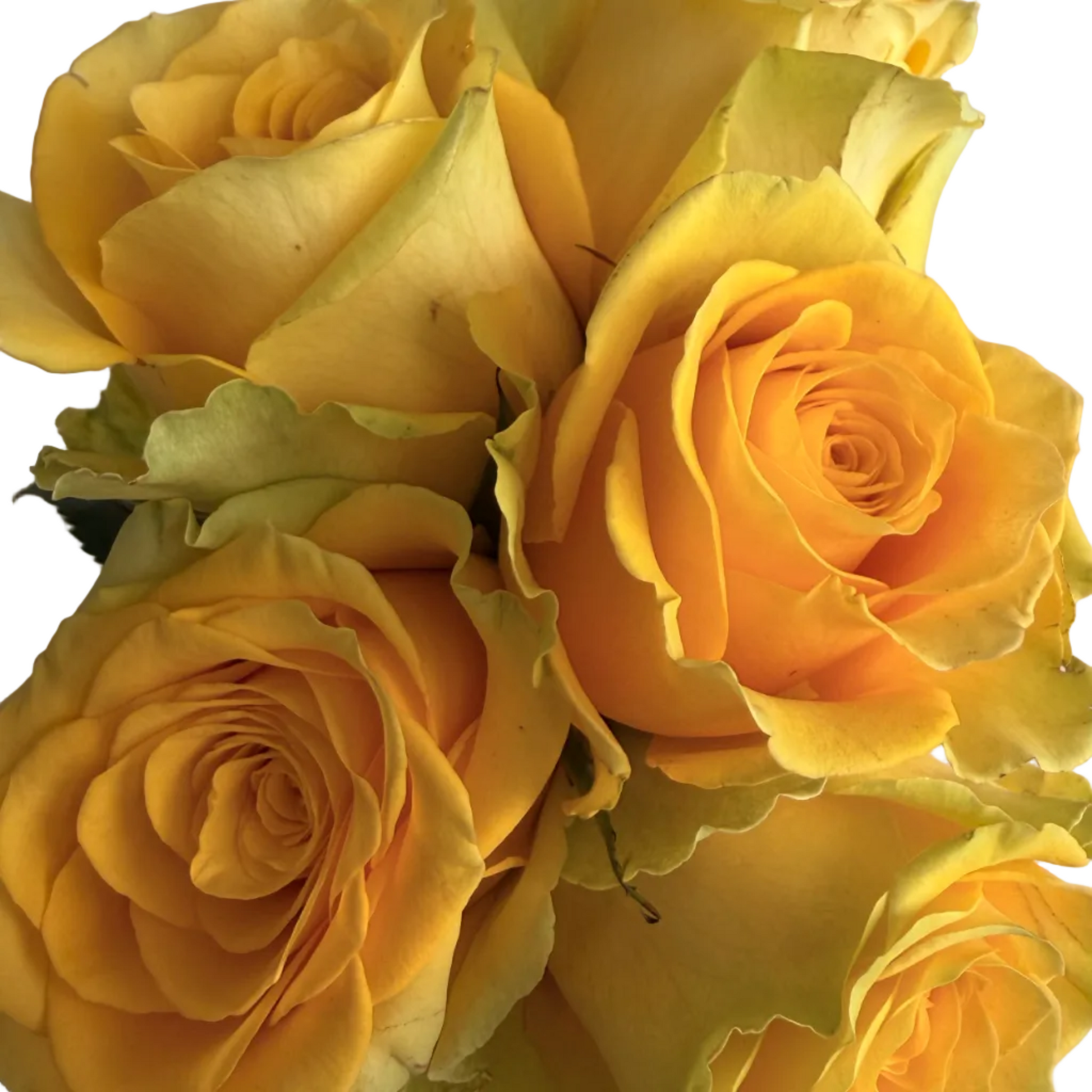 A close-up of a bouquet of yellow roses held by a hand against a plain light gray wall.