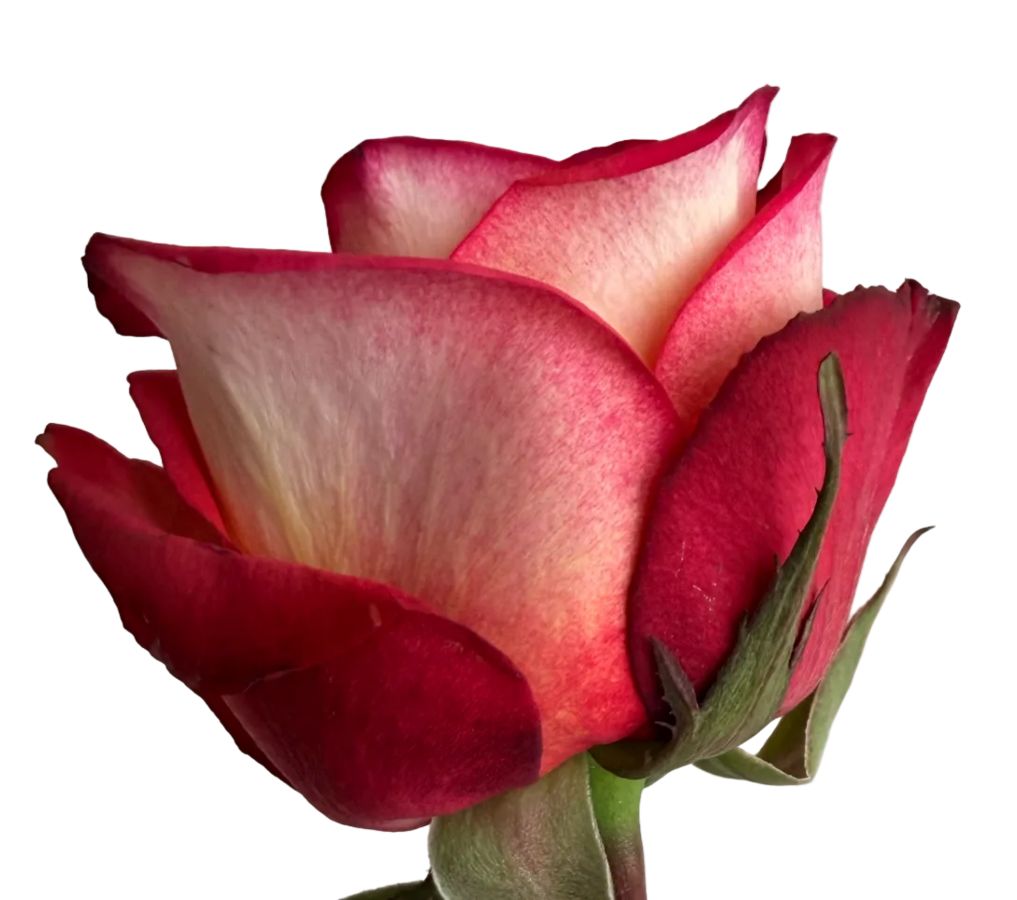 A hand holding a single rose stem with a red and cream variegated bloom, a green leaf, and a white barcode price tag against a plain light gray background.