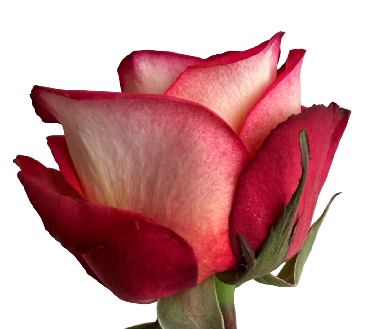 A hand holding a single rose stem with a red and cream variegated bloom, a green leaf, and a white barcode price tag against a plain light gray background.