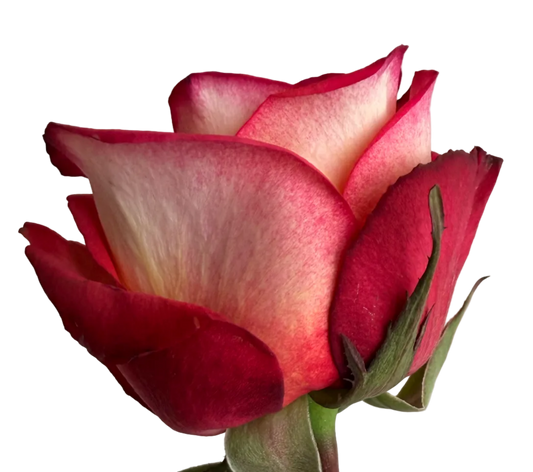 A hand holding a single rose stem with a red and cream variegated bloom, a green leaf, and a white barcode price tag against a plain light gray background.