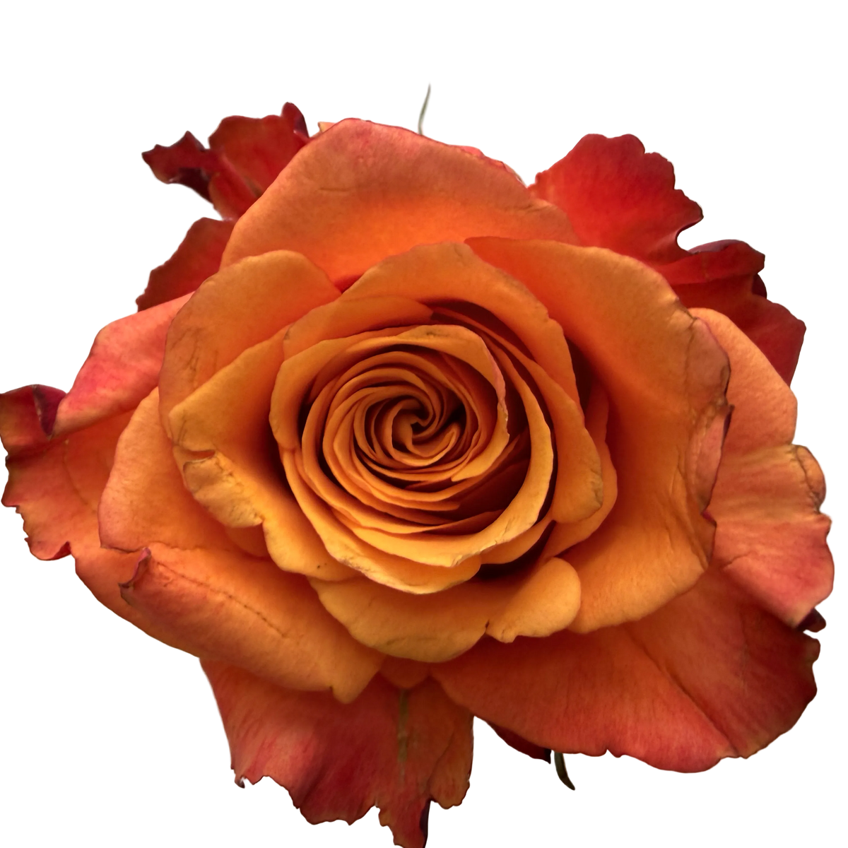 A single orange rose with red tips held against a plain light gray background, with a small portion of a hand visible at the lower right holding the flower.