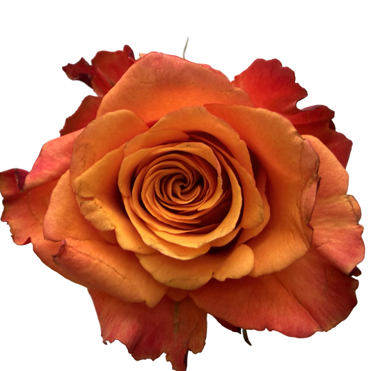 A single orange rose with red tips held against a plain light gray background, with a small portion of a hand visible at the lower right holding the flower.