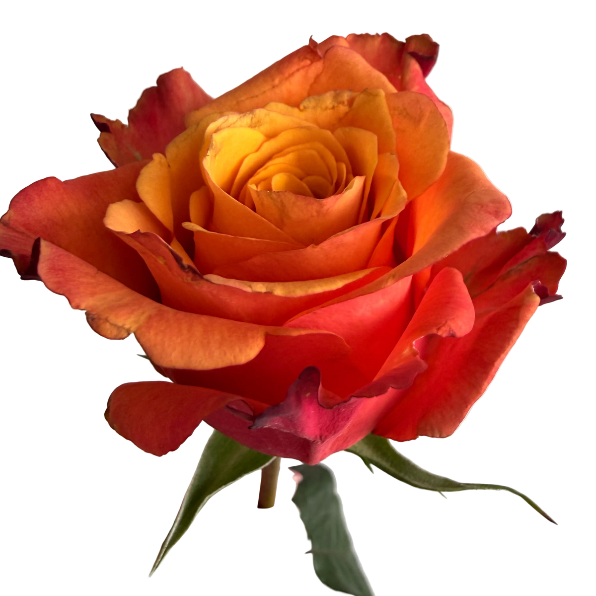 A close-up of a single orange-red rose with yellow-orange center and green leaves, held by a hand against a plain light background.