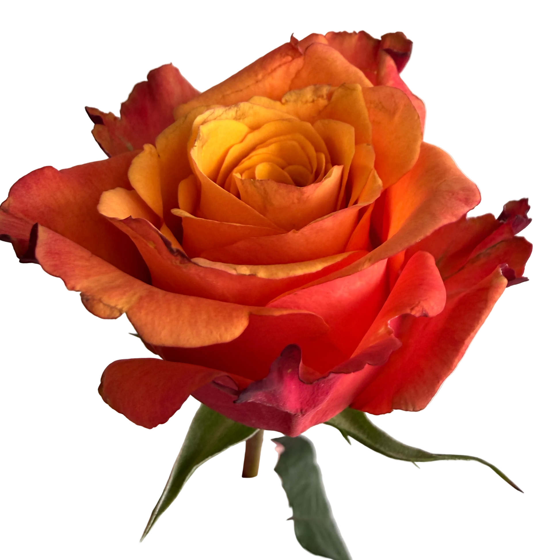 A close-up of a single orange-red rose with yellow-orange center and green leaves, held by a hand against a plain light background.