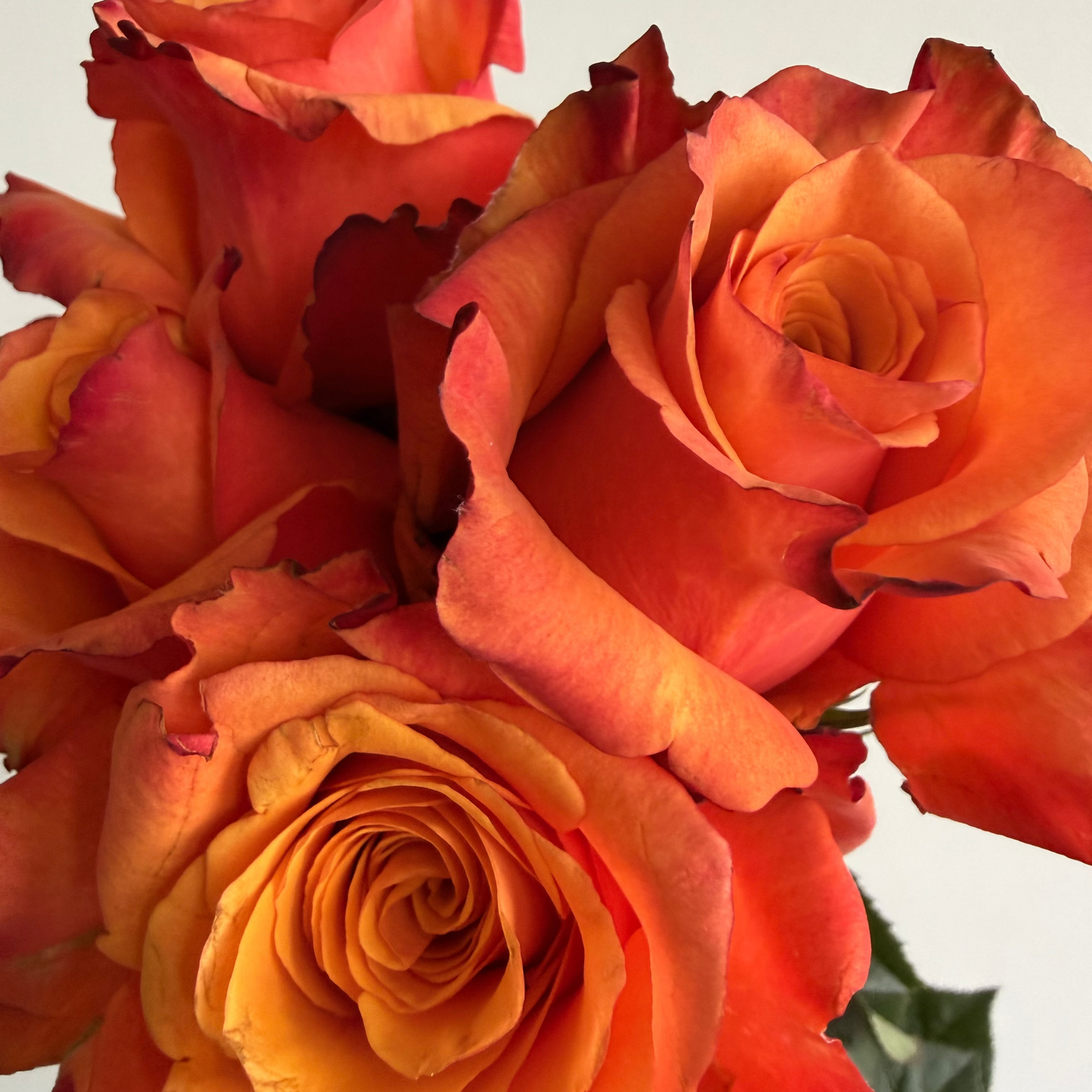 Close-up of a bouquet of orange and red roses with yellow-orange centers, showing layered petals and a hint of green leaves against a plain light background.