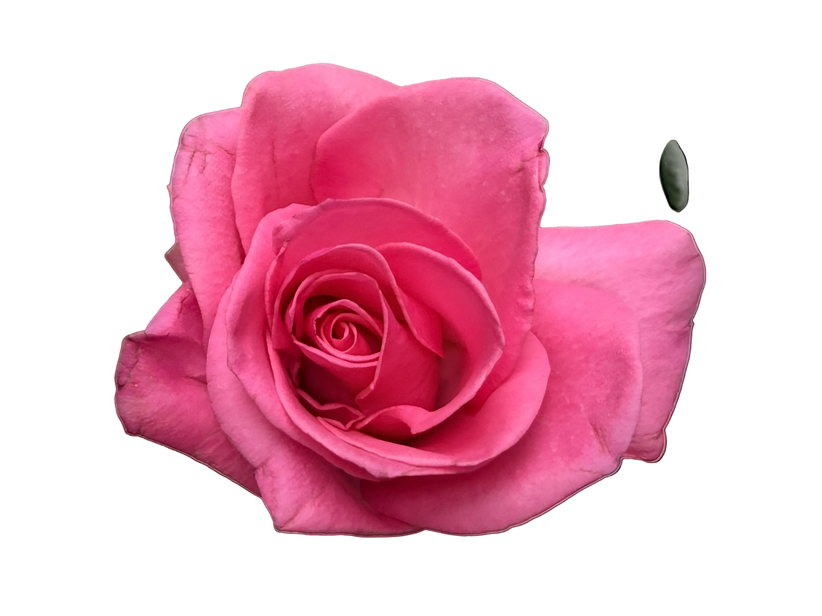 Hot pink rose 