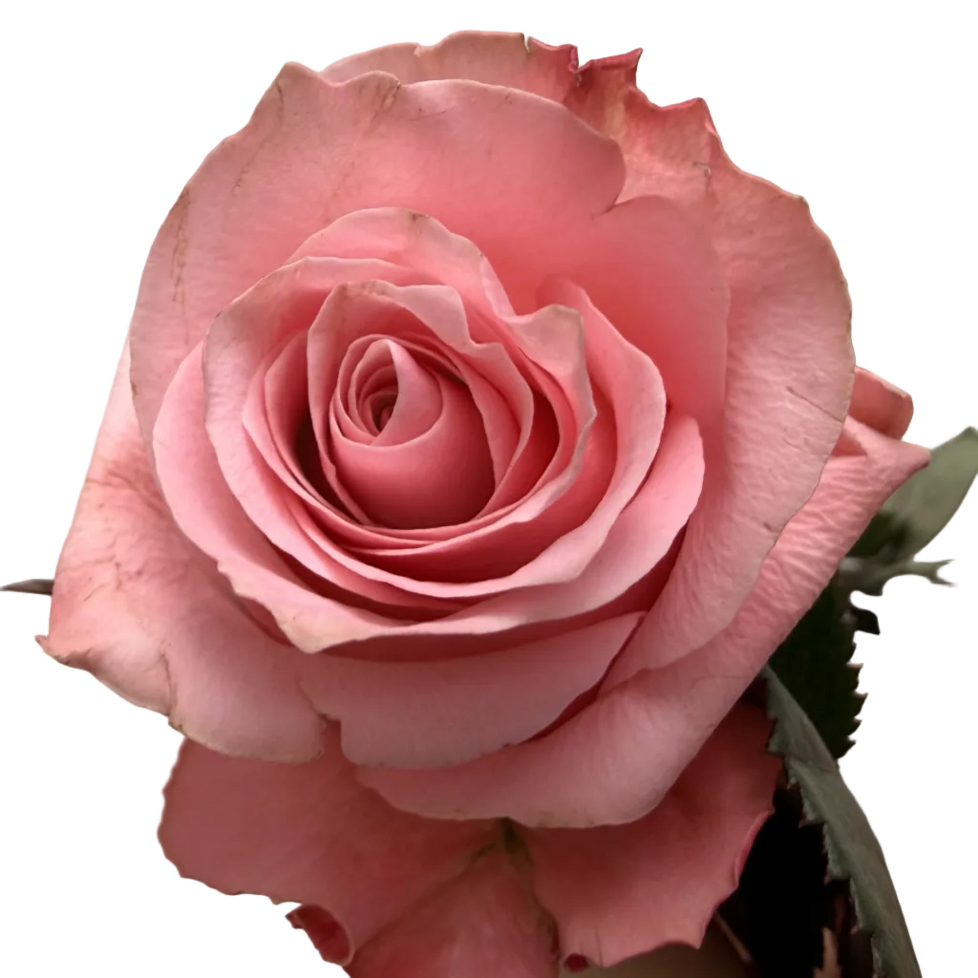 A single pink rose with green leaves held by a hand against a plain light gray wall.