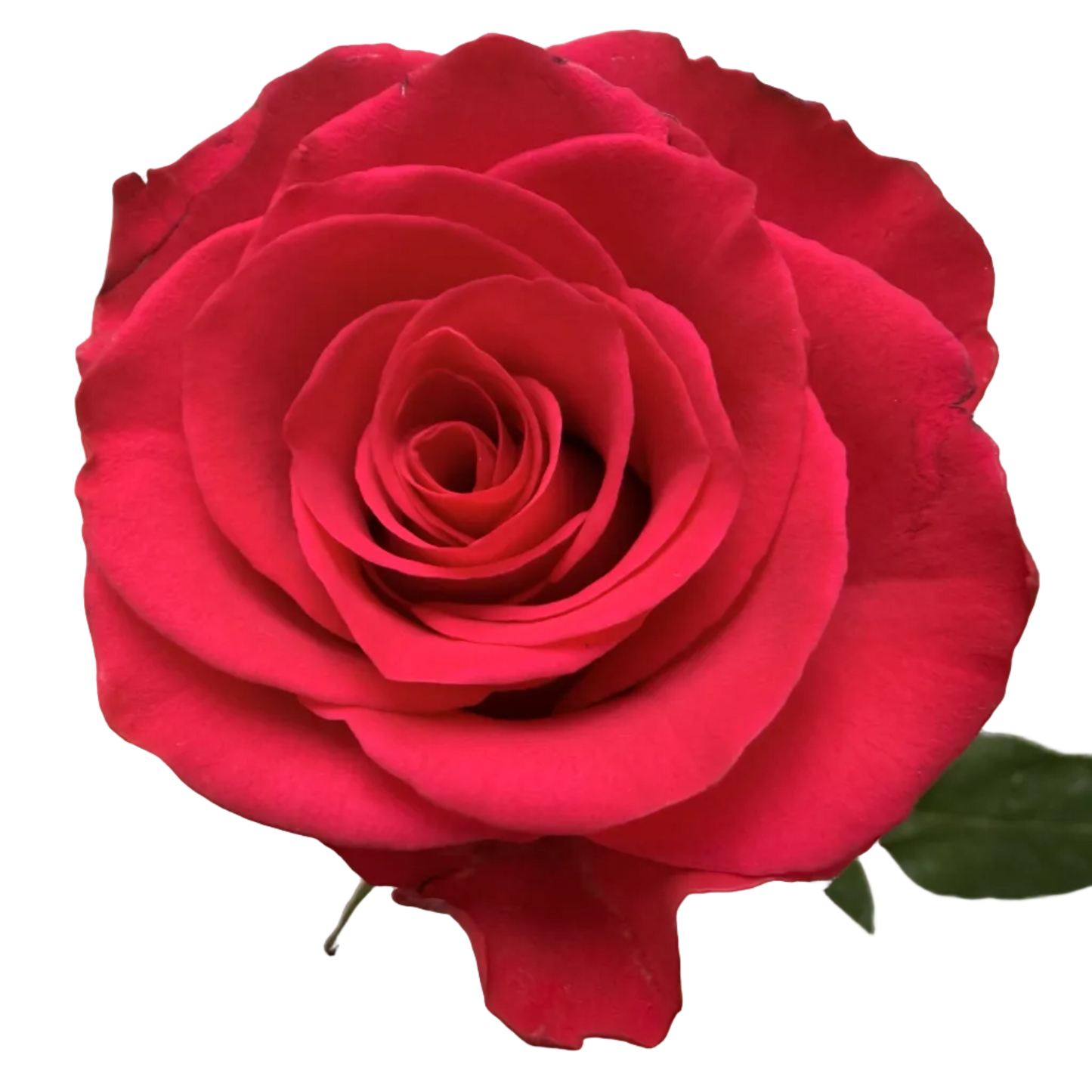 A single vibrant red rose held by a hand against a plain light gray background.