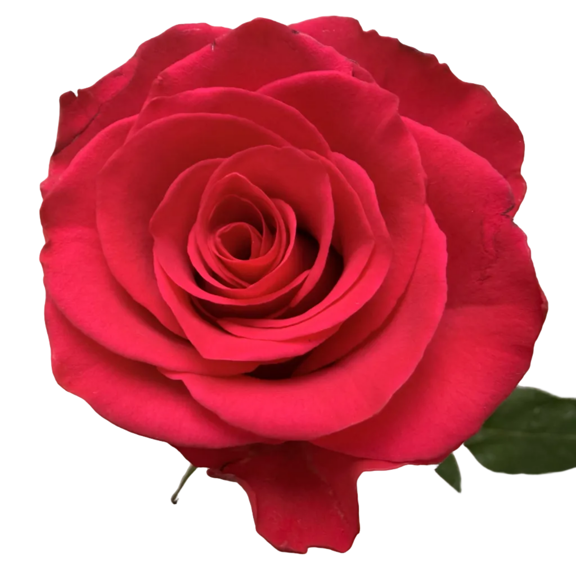 A single vibrant red rose held by a hand against a plain light gray background.