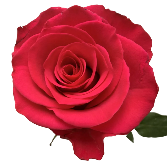 A single vibrant red rose held by a hand against a plain light gray background.