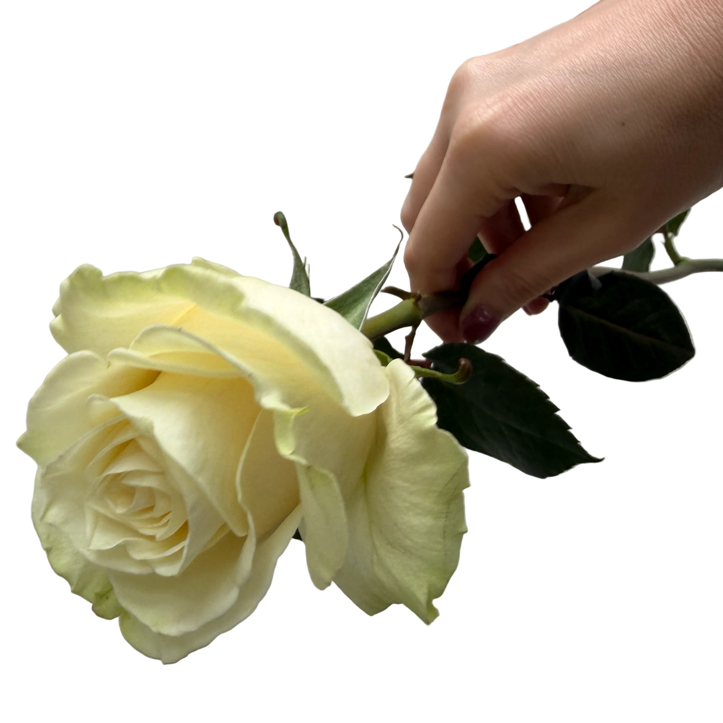 White Roses — Farm-Fresh Bulk Bunches