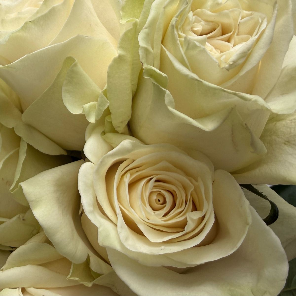 A close-up of a bouquet of cream-colored roses with pale yellow-green undertones, filling the frame against a neutral light gray background.