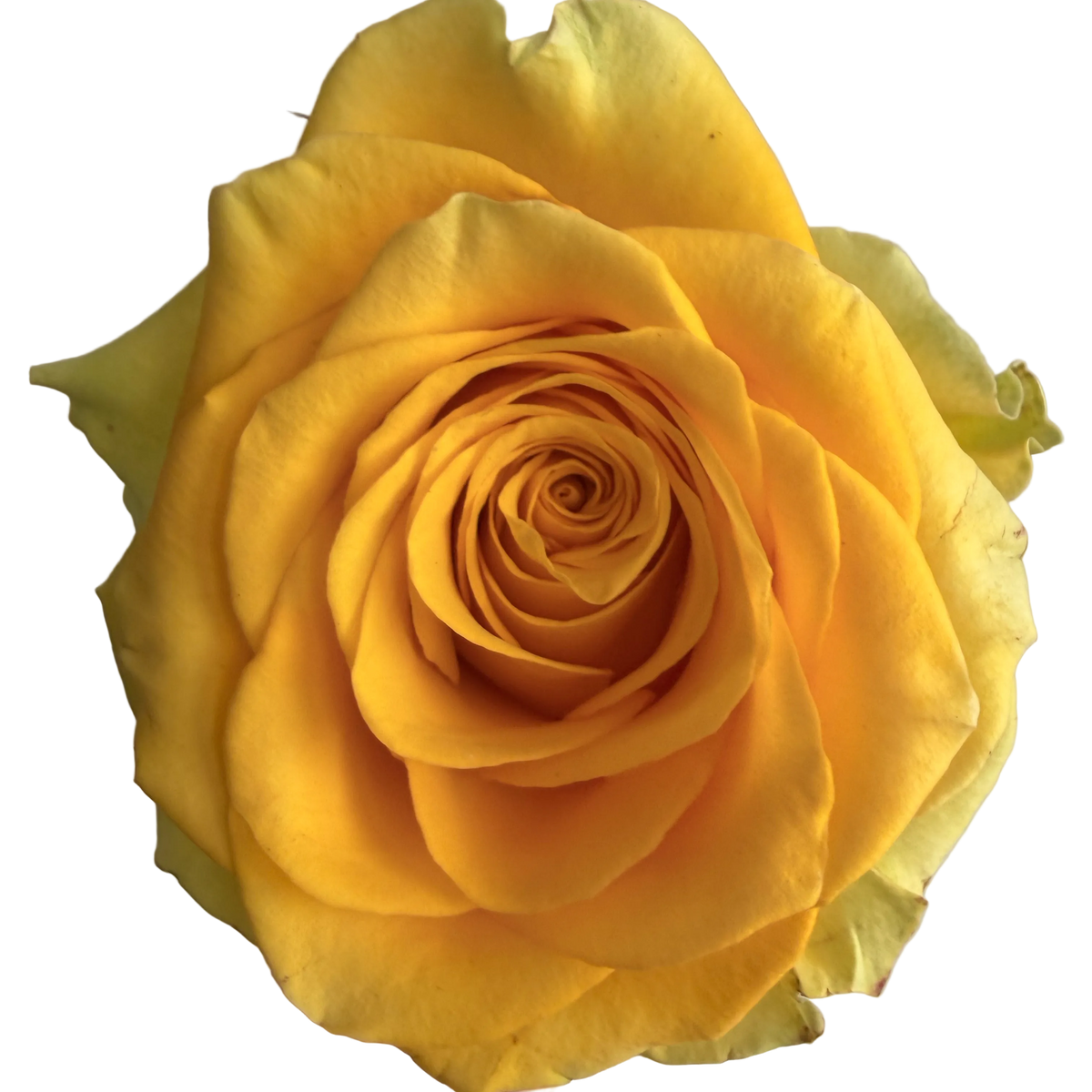 A close-up of a vibrant yellow rose held by a hand against a plain light gray background.