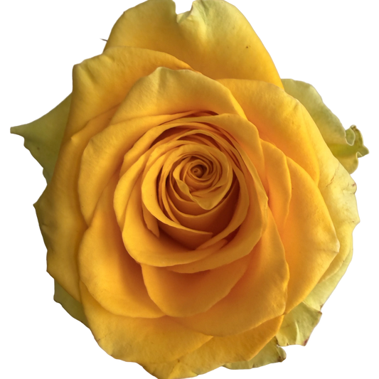 A close-up of a vibrant yellow rose held by a hand against a plain light gray background.