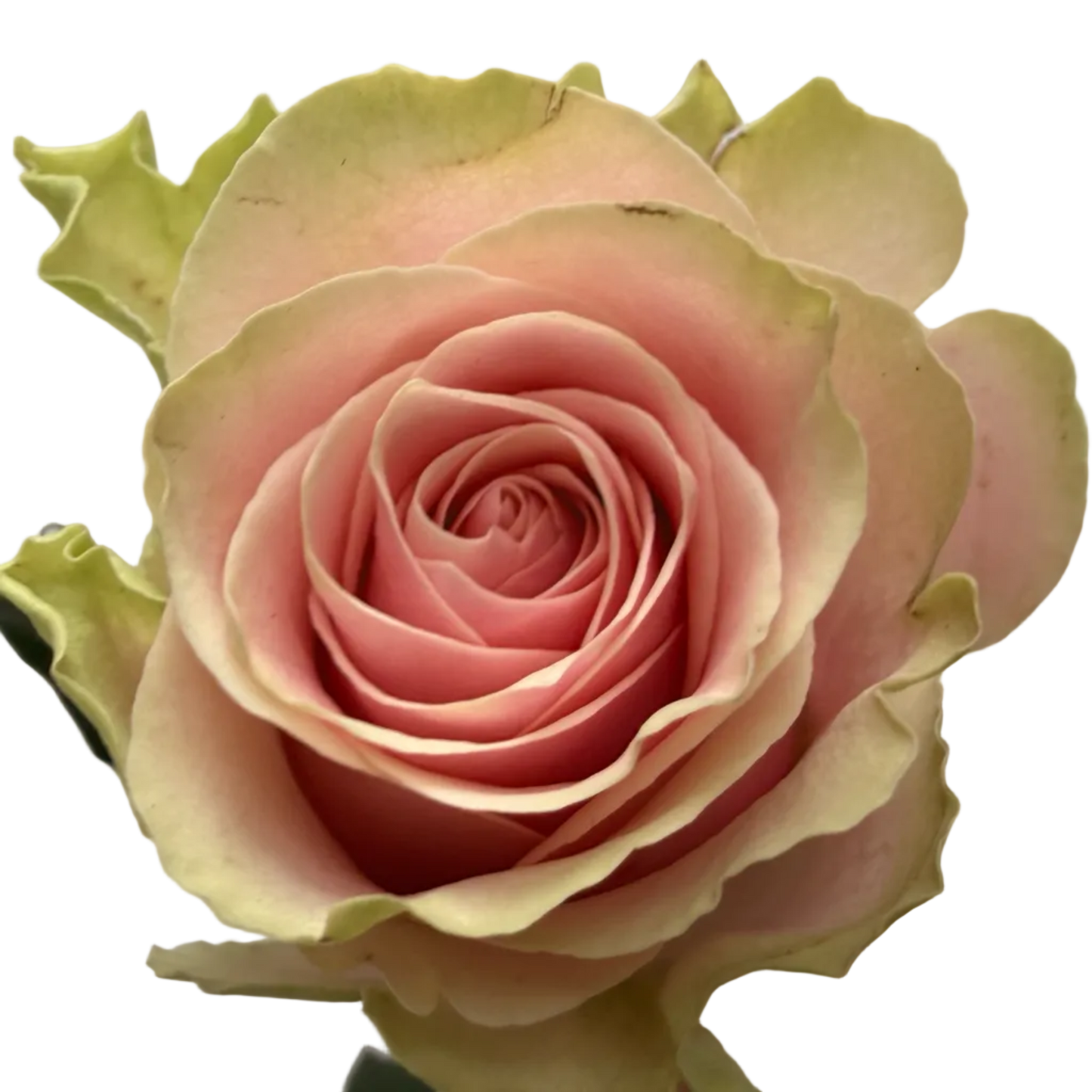 A single pale pink rose with yellow-green edges and dark green leaves, held against a plain light background.