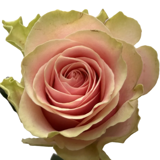 A single pale pink rose with yellow-green edges and dark green leaves, held against a plain light background.
