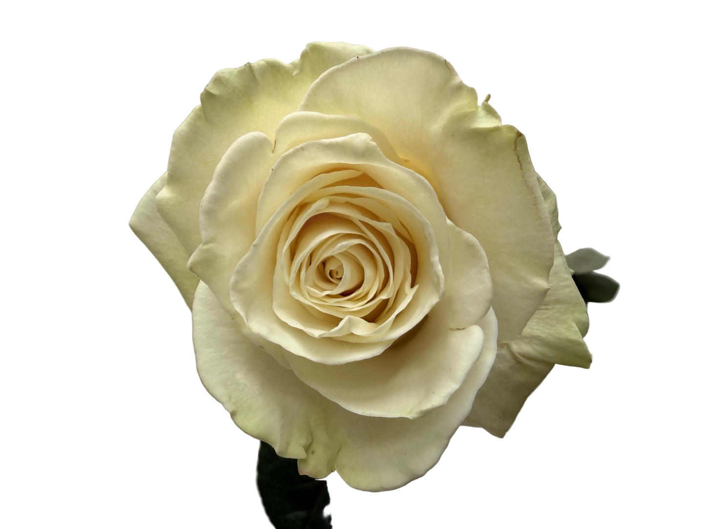 White Roses — Farm-Fresh Bulk Bunches
